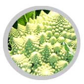 cavolo-romanesco